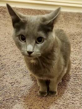 Lacey -  Domestic Short Hair Cat for Adoption in Owasso, Oklahoma - Lacey | PetCurious
