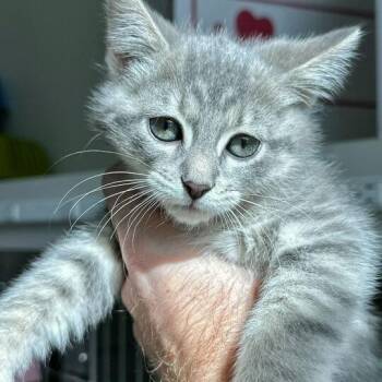 Domestic Short Hair Cats Available for Adoption in Matteson, Illinois - Father Bear | PetCurious