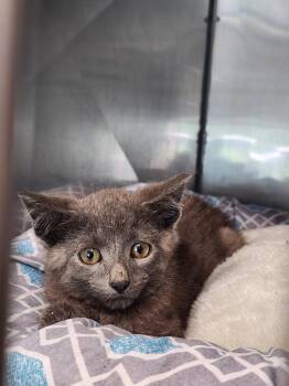 Zurich -  Domestic Short Hair Cat for Adoption in Virginia, Minnesota - Zurich | PetCurious