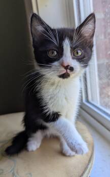 Domestic Short Hair Cats Available for Adoption in Oswego, South Carolina - Typo | PetCurious