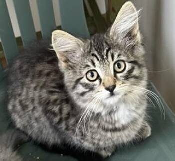 Phineas Fuzzy Pants -  Maine Coon and Ocicat Cat for Adoption in Bow, Washington - Phineas Fuzzy Pants | PetCurious