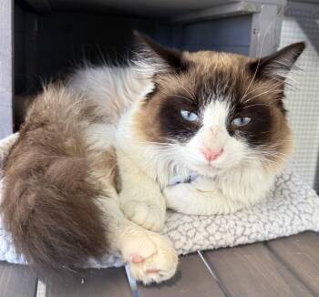 Ragdoll and Domestic Medium Hair Cats Available for Adoption - Boss - CCC | PetCurious
