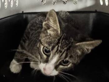 Wilbur -  Domestic Short Hair Cat for Adoption in West Chester, Pennsylvania - Wilbur | PetCurious