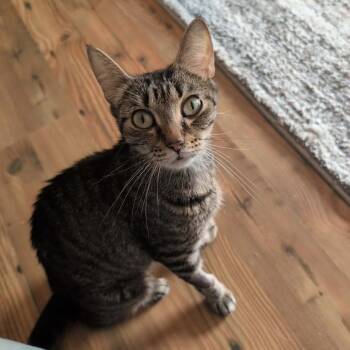Snapdragon -  Domestic Short Hair Cat for Adoption in Dekalb, Illinois - Snapdragon | PetCurious