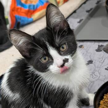 Domestic Short Hair Cats Available for Adoption - 26-65 Compote | PetCurious