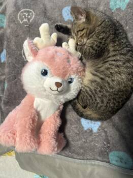 Domestic Short Hair Cats Available for Adoption - Lucky | PetCurious