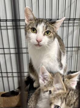 Domestic Short Hair Cats Available for Adoption in Gilberts, Illinois - CAT - Francesca | PetCurious