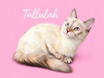 Tallulah (Courtesy Post) -  Siamese Cat for Adoption in Rutherfordton, North Carolina - Tallulah (Courtesy Post) | PetCurious