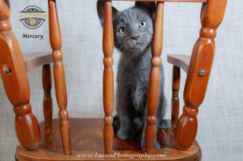 Mercury -  Russian Blue and Domestic Short Hair Cat for Adoption in Riverside, California - Mercury | PetCurious