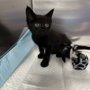 Spaceball -  Domestic Short Hair Cat for Adoption in Greensboro, North Carolina - Spaceball | PetCurious
