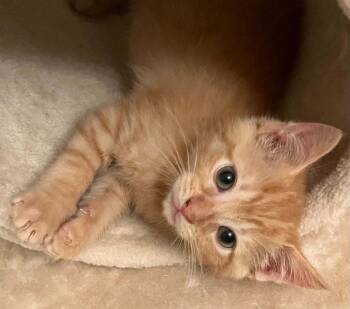 Chili -  Domestic Short Hair Cat for Adoption in Candler, North Carolina - Chili | PetCurious