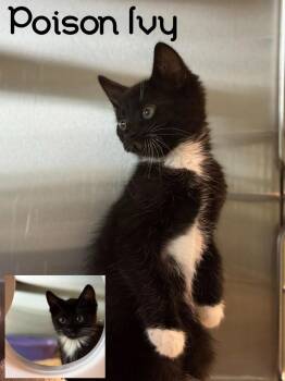Domestic Short Hair Cats Available for Adoption in Blountville, Tennessee - Poison Ivy | PetCurious