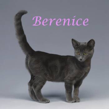 Berenice C24-232 -  Domestic Short Hair Cat for Adoption in Lebanon, Tennessee - Berenice C24-232 | PetCurious
