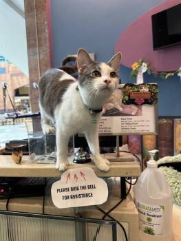Domestic Short Hair Cats Available for Adoption in The Colony, Texas - Finnigan | PetCurious