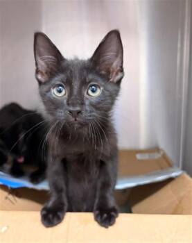 ED -  Domestic Short Hair Cat for Adoption in Baytown, Texas - ED | PetCurious