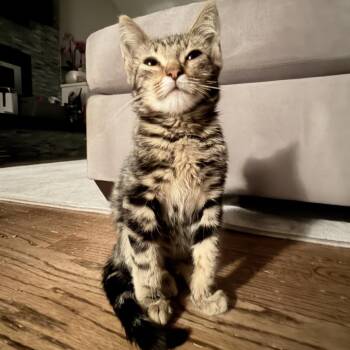 MR MEH -  Domestic Short Hair Cat for Adoption in Richmond, California - MR MEH | PetCurious