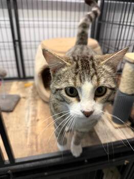 Domestic Short Hair Cats Available for Adoption in Algona, Iowa - BART | PetCurious