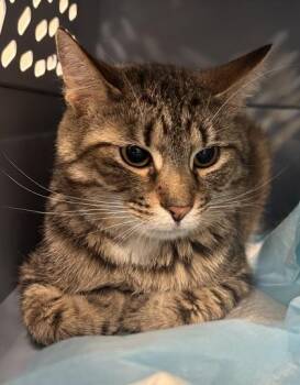 Sebastian (at Smitten Kitten) -  Domestic Short Hair Cat for Adoption in Fishers, Indiana - Sebastian (at Smitten Kitten) | PetCurious