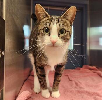 Domestic Short Hair Cats Available for Adoption in St. Louis, Missouri - LOTTIE | PetCurious