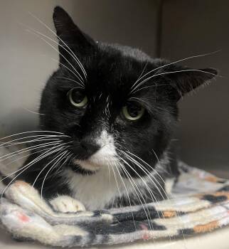 Rescue Domestic Short Hair Cats for Adoption in Johnston, Rhode Island - Perry | PetCurious