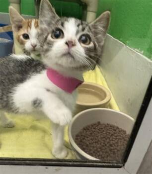 CLAM -  Domestic Short Hair Cat for Adoption in Peoria, Illinois - CLAM | PetCurious
