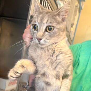 Windy -  Domestic Short Hair Cat for Adoption in Corinth, Mississippi - Windy | PetCurious