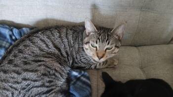 Rescue American Shorthair Cats for Adoption in Huntington Beach, California - Tails | PetCurious