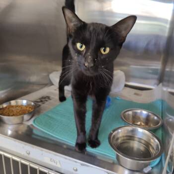 Wilma -  Domestic Short Hair Cat for Adoption in Jersey City, New Jersey - Wilma | PetCurious