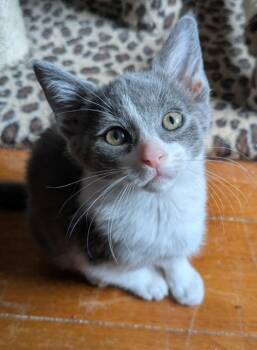 Domestic Short Hair Cats Available for Adoption in Hudsonville, Michigan - Kale | PetCurious
