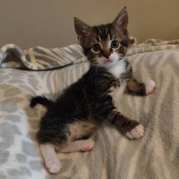 Saturn Cappuccino -  Domestic Short Hair Cat for Adoption in Columbia, Missouri - Saturn Cappuccino | PetCurious