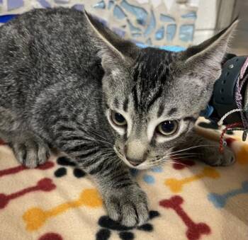 CLOONEY -  Domestic Short Hair Cat for Adoption in Pensacola, Florida - CLOONEY | PetCurious