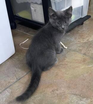 Domestic Short Hair Cats Available for Adoption in Oviedo, Florida - Earl | PetCurious