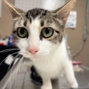 Dutchess -  Domestic Short Hair Cat Available for Adoption in Newport, North Carolina - Dutchess | PetCurious