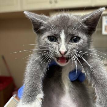 Daisy -  Domestic Short Hair Cat for Adoption in Dallas, Texas - Daisy | PetCurious
