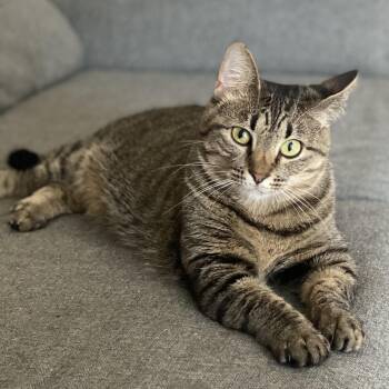 Rescue Tabby and Domestic Short Hair Cats for Adoption in Liverpool, Texas - Celine | PetCurious