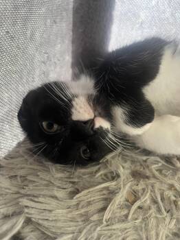 Domestic Short Hair Cats Available for Adoption in Greenwood, Indiana - Grady | PetCurious