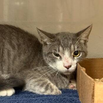 Sassy -  Domestic Short Hair Cat for Adoption in Yuma, Arizona - Sassy | PetCurious
