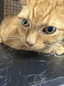 MANGO -  Domestic Short Hair Cat for Adoption in Fort Lauderdale, Florida - MANGO | PetCurious