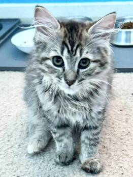 Cinder (bonded with Midnight and Fluffy) -  Domestic Long Hair Cat for Adoption in Antioch, California - Cinder (bonded With Midnight And Fluffy) | PetCurious