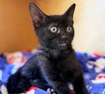 SIDNEY -  Domestic Short Hair Cat for Adoption in San Clemente, California - SIDNEY | PetCurious
