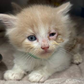 Lyric (GRN) -  Domestic Long Hair Cat for Adoption in League City, Texas - Lyric (GRN) | PetCurious