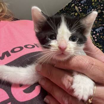 Rescue Domestic Short Hair Cats for Adoption in Wichita, Kansas - Mr Bibb | PetCurious