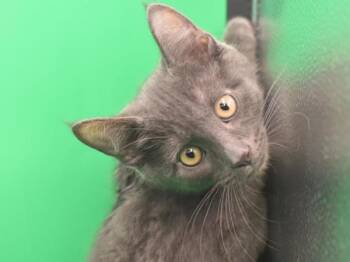 Perran -  Domestic Short Hair Cat Available for Adoption in Portland, Oregon - Perran | PetCurious