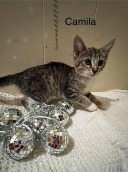 Camila -  Domestic Short Hair Cat for Adoption in Groveland, Massachusetts - Camila | PetCurious