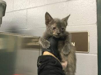 A1922194 -  Domestic Short Hair Cat for Adoption in Thousand Palms, California - A1922194 | PetCurious