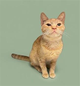 Domestic Short Hair Cats Available for Adoption in Jacksonville, Florida - ASH MEADOWS | PetCurious