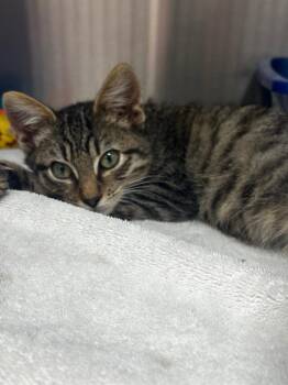 Arlo -  Domestic Short Hair Cat for Adoption in Lake City, Arkansas - Arlo | PetCurious