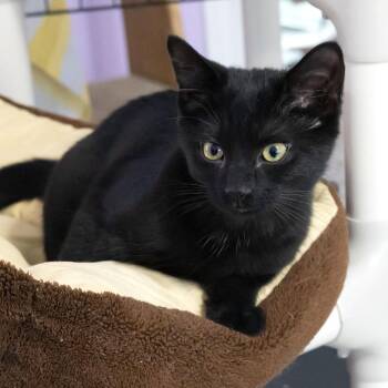 Benson -  Domestic Short Hair Cat for Adoption in Mckean, Pennsylvania - Benson | PetCurious