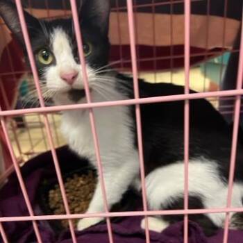 Luna -  Domestic Short Hair Cat Available for Adoption in West Palm Beach, Florida - Luna | PetCurious