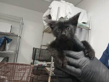 GIRLY -  Domestic Short Hair Cat for Adoption in Fort Lauderdale, Florida - GIRLY | PetCurious